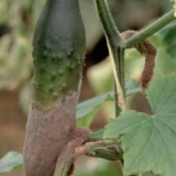 Siva trulež krastavaca u stakleniku: uzroci, fotografije, liječenje, mjere kontrole